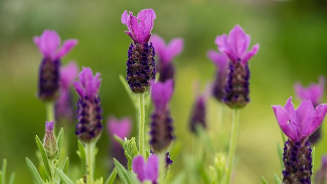 Lawenda francuska Bandera Purple Lavandula stoechas Bandera Purple 1