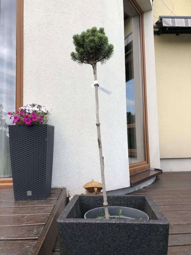Sosna kosodrzewina Mops szczepiona na pniu Sosna kosodrzewina Mops szczepiona na pniu 1