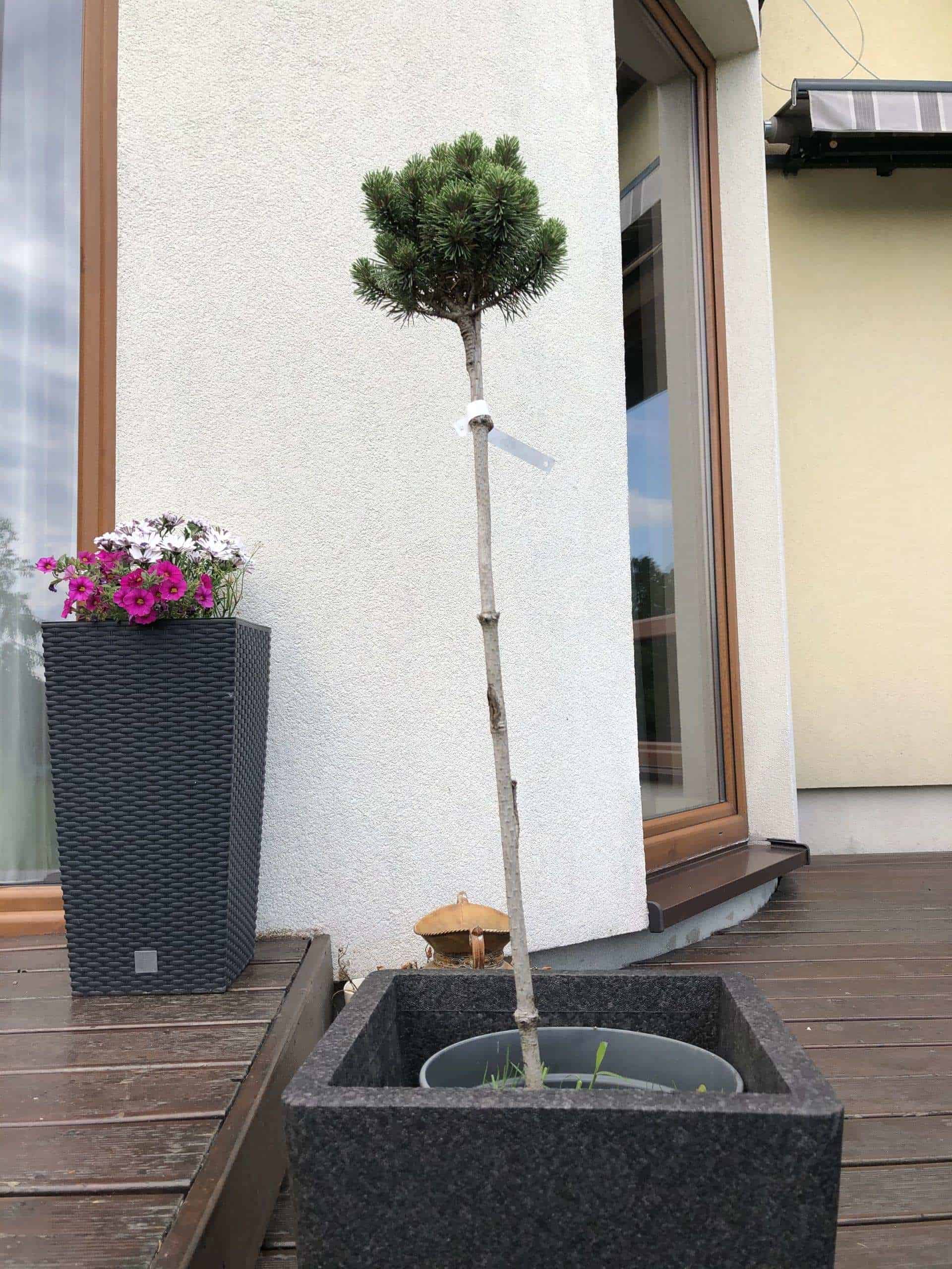 Sosna kosodrzewina Mops szczepiona na pniu Sosna kosodrzewina Mops szczepiona na pniu 1