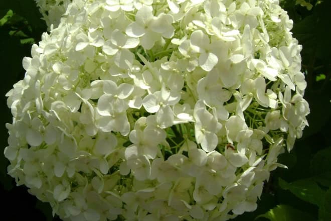 Hortensja krzewiasta Anabelle P9 BESTSELLER Hydrangea arborescens Annabelle P9 1