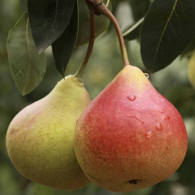 Grusza Faworytka (Klapsa) - XIX odmiana Pyrus communis 'Faworytka' 1