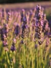 Lawenda francuska Bandera Purple Lavandula stoechas Bandera Purple 4