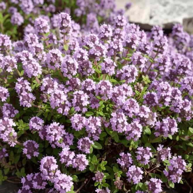 Tymianek kaskadowy Thymus longicaulis 1