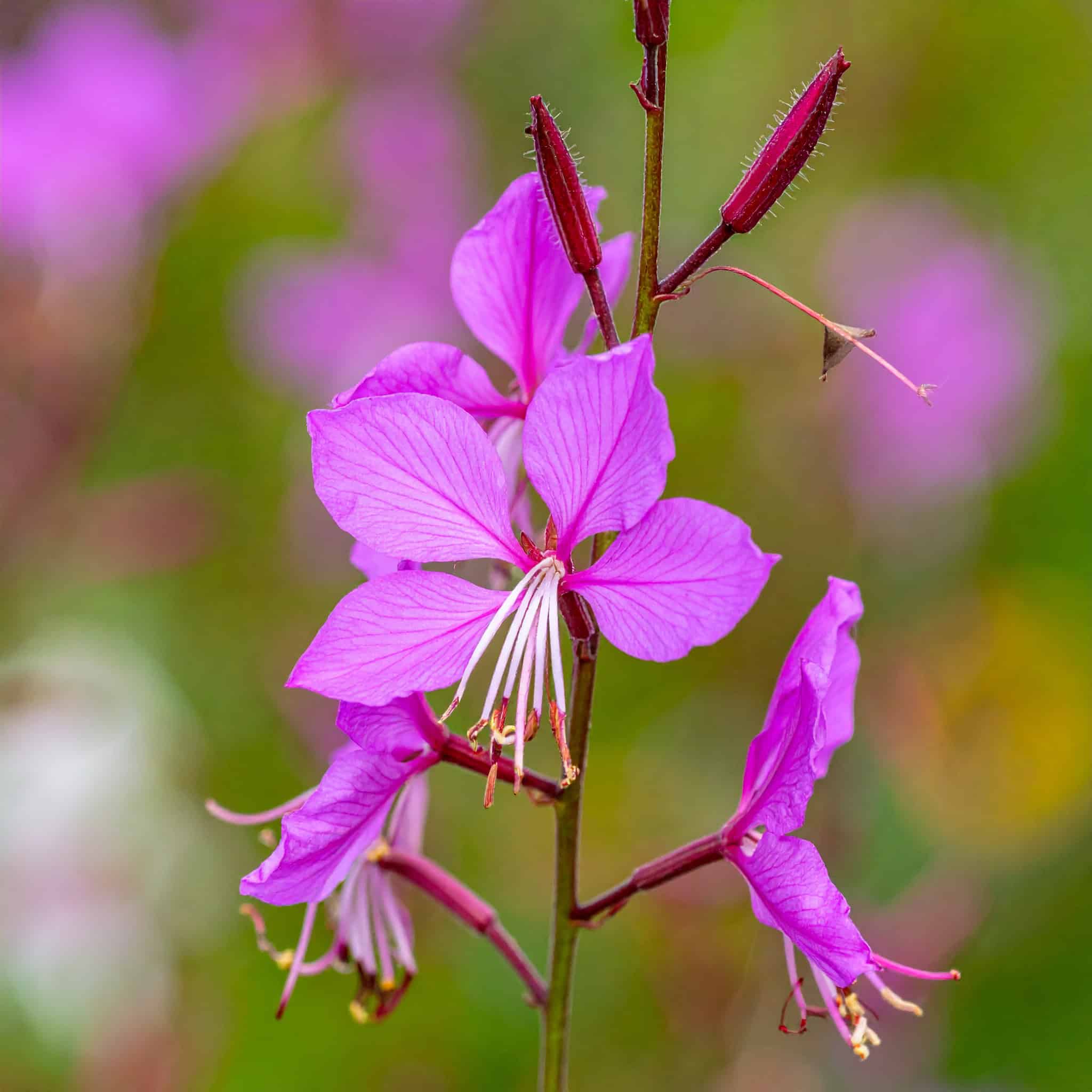 Gaura Lindheimera „Siskiyou Pink”