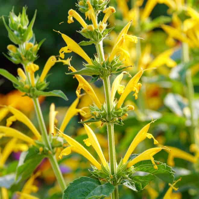 Kłosowiec "Kudos Yellow" Agastache hybrida "Kudos Yellow" 1