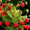 Poziomka Baron Fragaria vesca 'Baron' P9 1