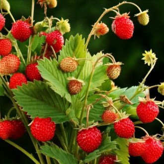 Poziomka Baron Fragaria vesca 'Baron' P9 1