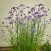 Werbena Patagońska "Bonnie Blue" Verbena Bonariensis "Bonnie Blue" 1