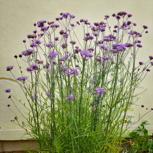 Werbena Patagońska "Bonnie Blue" Verbena Bonariensis "Bonnie Blue" 1