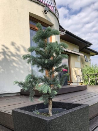 Świerk srebrny szczepiony na pniu Świerk srebrny szczepiony na pniu 1