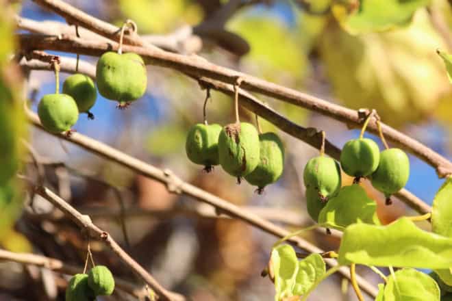 Aktinidia ISSAI -mini kiwi - SAMOPYLNA ODMIANA Sadzonka P9 Actinidia ISSAI P9 1