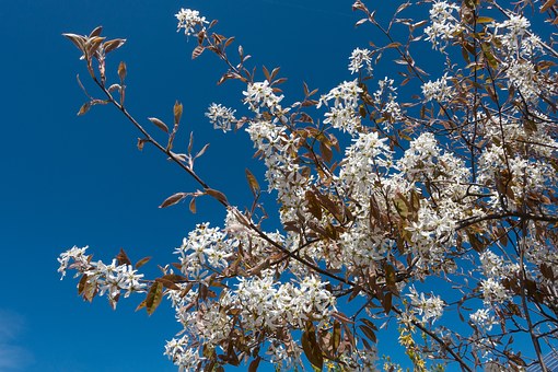 Świdośliwa SMOKY Sadzonka - BESTSELLER Amelanchier Smoky 4