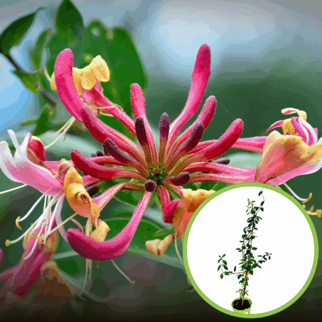 Wiciokrzew pomorski Serotina - PIEKNE PNĄCZE Lonicera periclymenum 'Serotina' 1