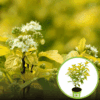 Pęcherznica kalinolistna Nugget - złota Physocarpus opulifolius "Golden Nugget " 1