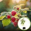 Malina Vetten Smaczne, prosta w uprawie P9 RUBUS IDAEUS 'VETTEN' P9 1