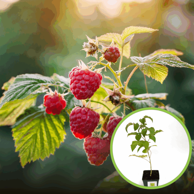 Malina Vetten Smaczne, prosta w uprawie P9 RUBUS IDAEUS 'VETTEN' P9 1