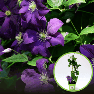 Powojnik Ashva (Clematis) - Głęboki fiolet Clematis 'Ashva ' 1