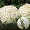Hortensja pnąca (Hydrangea petiolaris) - PNĄCA I KWITNĄCA P9 Hydrangea petiolaris P9 1