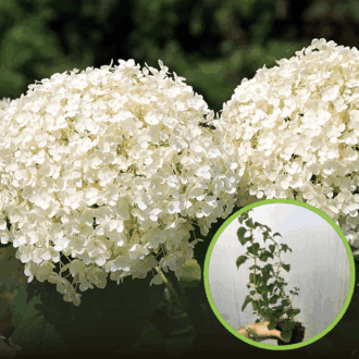 Hortensja pnąca (Hydrangea petiolaris) - PNĄCA I KWITNĄCA P9 Hydrangea petiolaris P9 1