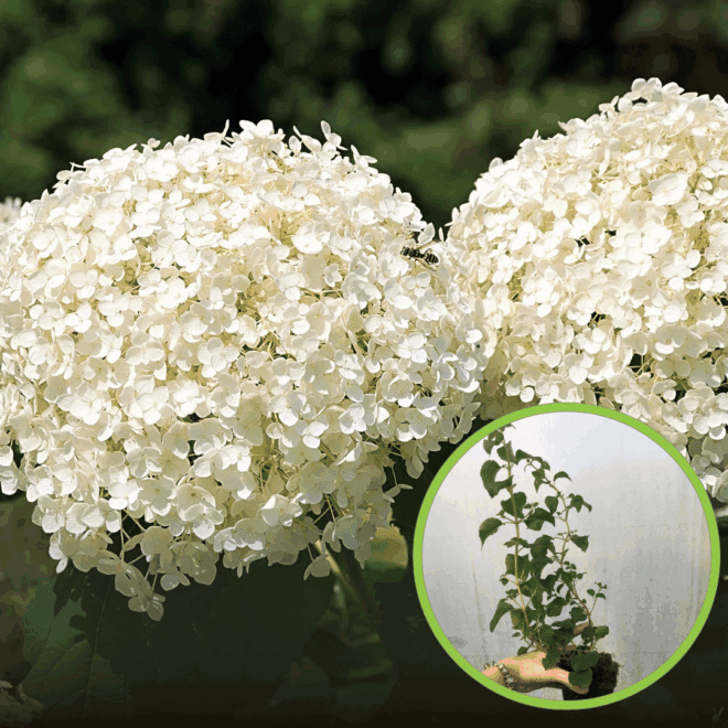 Hortensja pnąca (Hydrangea petiolaris) - PNĄCA I KWITNĄCA P9 Hydrangea petiolaris P9 1