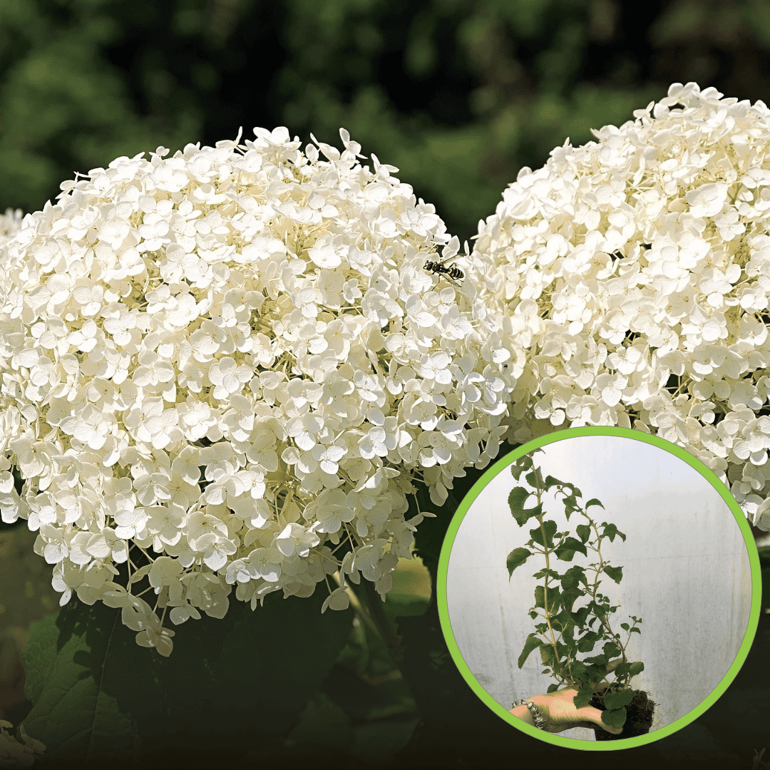 Hortensja pnąca (Hydrangea petiolaris) – PNĄCA I KWITNĄCA P9