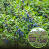 Jagoda kamczacka Jugana duża 4-letnia Lonicera caerulea L. var. kamtschatica 'JUGANA ' 4L 1