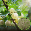 Agrest TRIUMF BIAŁY Ribes uva-crispa 'Triumf' 1