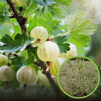 Agrest TRIUMF BIAŁY Ribes uva-crispa 'Triumf' 1