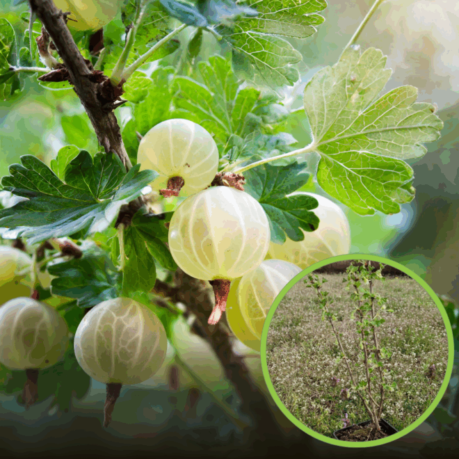 Agrest TRIUMF BIAŁY Ribes uva-crispa 'Triumf' 1