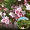 Krzewuszka cudowna Marjorie - dwukolorowe kwiaty Weigela florida 'Marjorie' 1