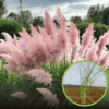Trawa Pampasowa ROSEA- różowa P9 Cortaderia selloana 'Rosea' P9 1