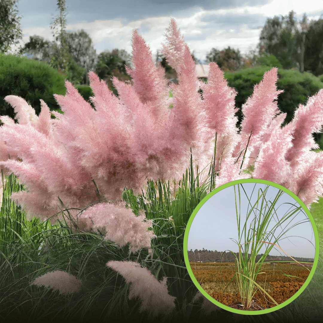 Trawa Pampasowa Rosea P9