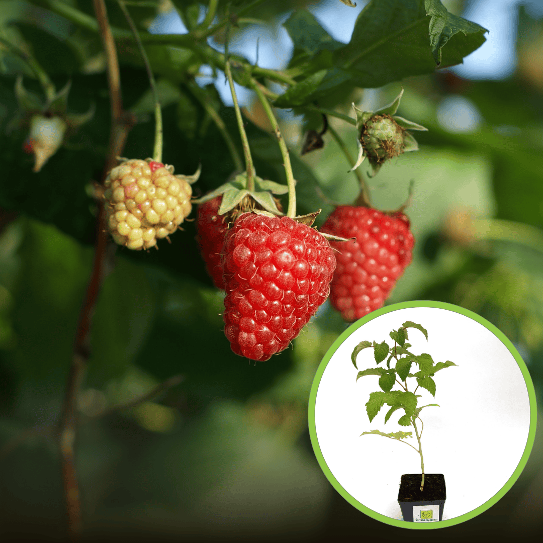 Malina Meeker czerwona - silnie owocująca RUBUS IDAEUS 'Meeker' 1