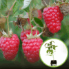 Malina Vetten Smaczne, prosta w uprawie RUBUS IDAEUS 'VETTEN' 1