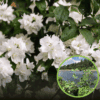 Jaśminowiec Rosace - Philadelphus - JEDYNY TAKI KSZTAŁT KWIATU Philadelphus coronarius 'Rosace ' 1