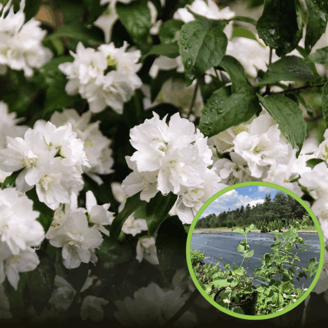 Jaśminowiec Rosace - Philadelphus - JEDYNY TAKI KSZTAŁT KWIATU Philadelphus coronarius 'Rosace ' 1