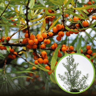 Rokitnik pospolity - Nivelena Żeński Hippophae angustifolia Nivelena 1