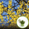 Forsycja Fiesta - Miniaturowa do donic Forsythia × intermedia 'Fiesta' 1