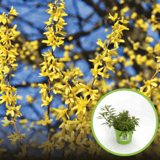 Forsycja Fiesta - Miniaturowa do donic Forsythia × intermedia 'Fiesta' 1