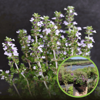 Macierzanka Red Carpet - burza kwiatów Thymus pulegioides 'Red Carpet' 1