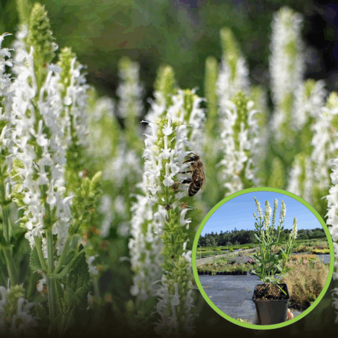 Szałwia omszona Schneehugel - biała niska odmiana Salvia nemorosa 'Schneehugel ' 1