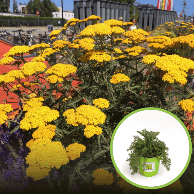 Krwawnik pospolity Coronation Gold - złota wysoka odmiana Achillea millefolium 'Coronation Gold' 1