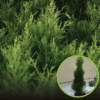Tuja Szmaragd (Szmaragd)- thuja żywotnik (Kopia) Thuja occidentalis 'Smaragd' 1