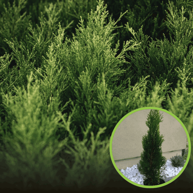 Tuja Szmaragd (Szmaragd)- thuja żywotnik (Kopia) Thuja occidentalis 'Smaragd' 1