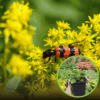 Nawłoć Sercowata Golden Fleece - odmiana miniaturowa jesienna Solidago sphacelata 'Golden Fleece' 1