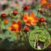 KUKLIK Borisii Strain- niespotykana barwa kwiatu Geum 'Borsii strain' 1