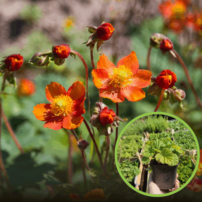 KUKLIK Borisii Strain- niespotykana barwa kwiatu Geum 'Borsii strain' 1