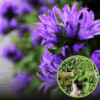 Dzwonek skupiony Dahurica- doskonały do bukietów Campanula glomerata ' Duhurica' 1