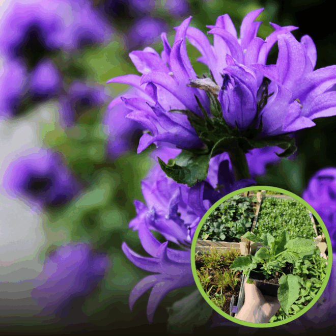 Dzwonek skupiony Dahurica- doskonały do bukietów Campanula glomerata ' Duhurica' 1