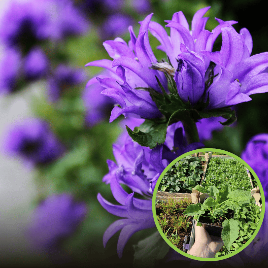 Dzwonek skupiony Dahurica- doskonały do bukietów Campanula glomerata ' Duhurica' 1